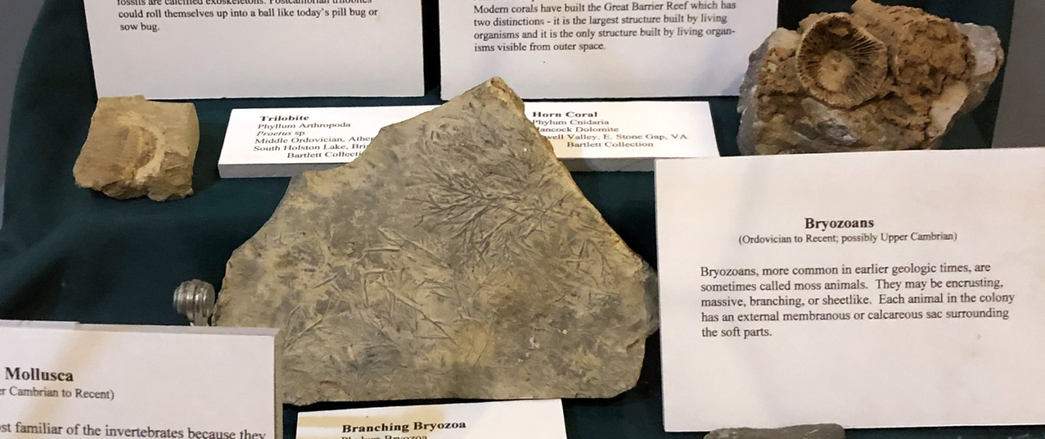Geologic History examples - Museum of the Middle Appalachians - Saltville, VA